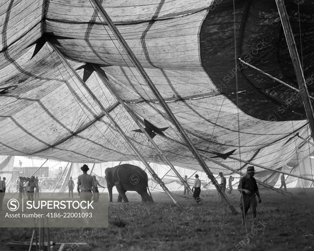 1930s ELEPHANT AND WORKERS ERECTING BIG TOP CIRCUS TENT