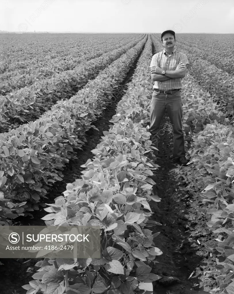 1970S Man Standing With Arms Crossed Among Rows Of Large Soybean Crop