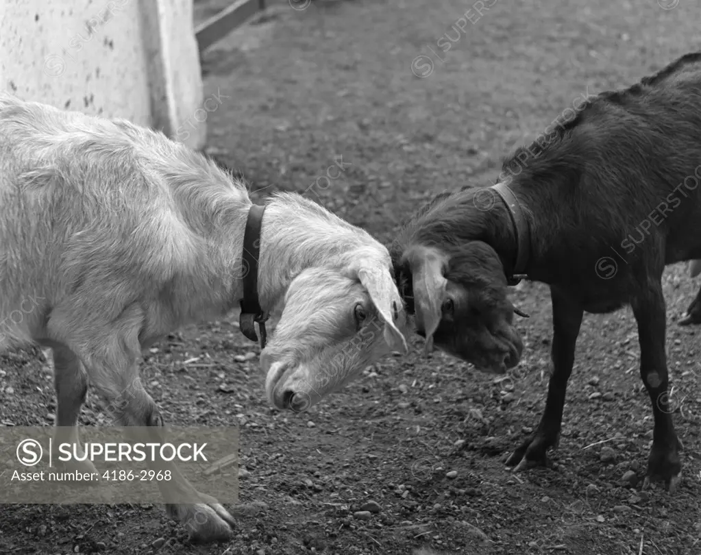 One Black & One White Goat Butting Heads