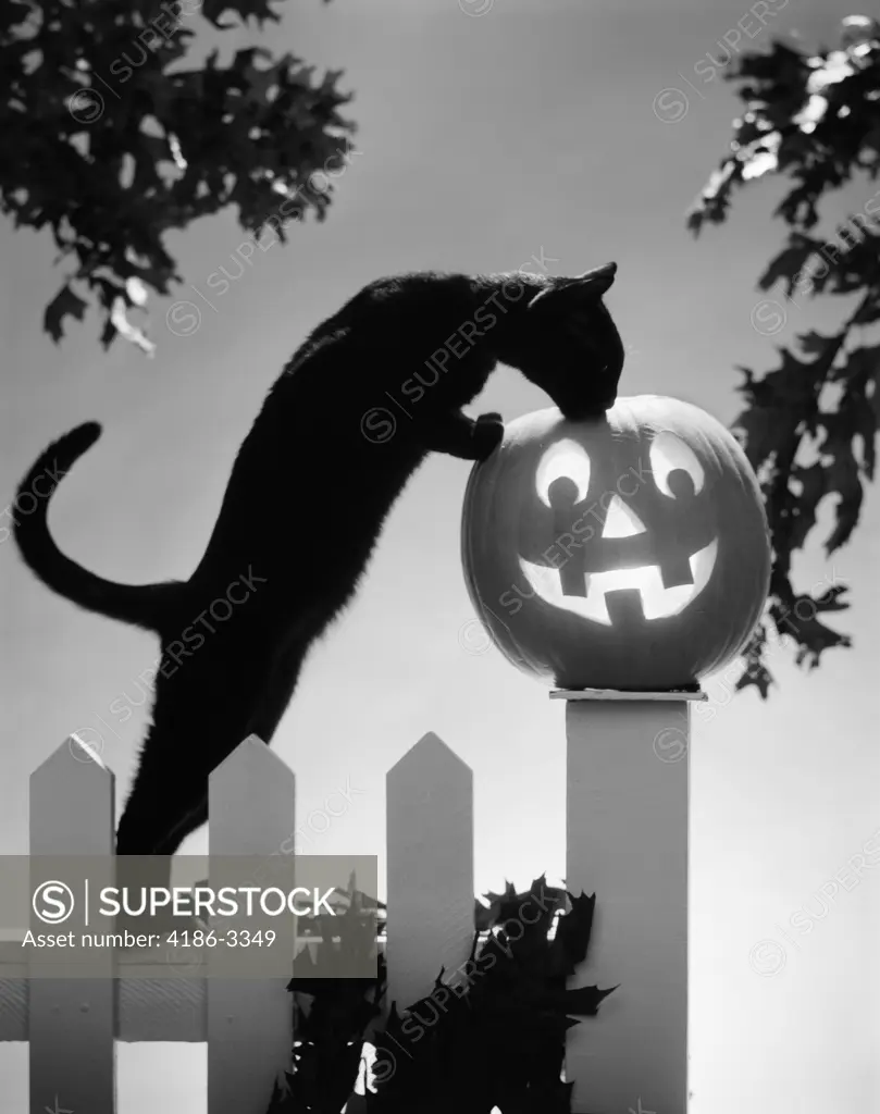 1970S Black Cat And Jack-O'-Lantern  On Fence