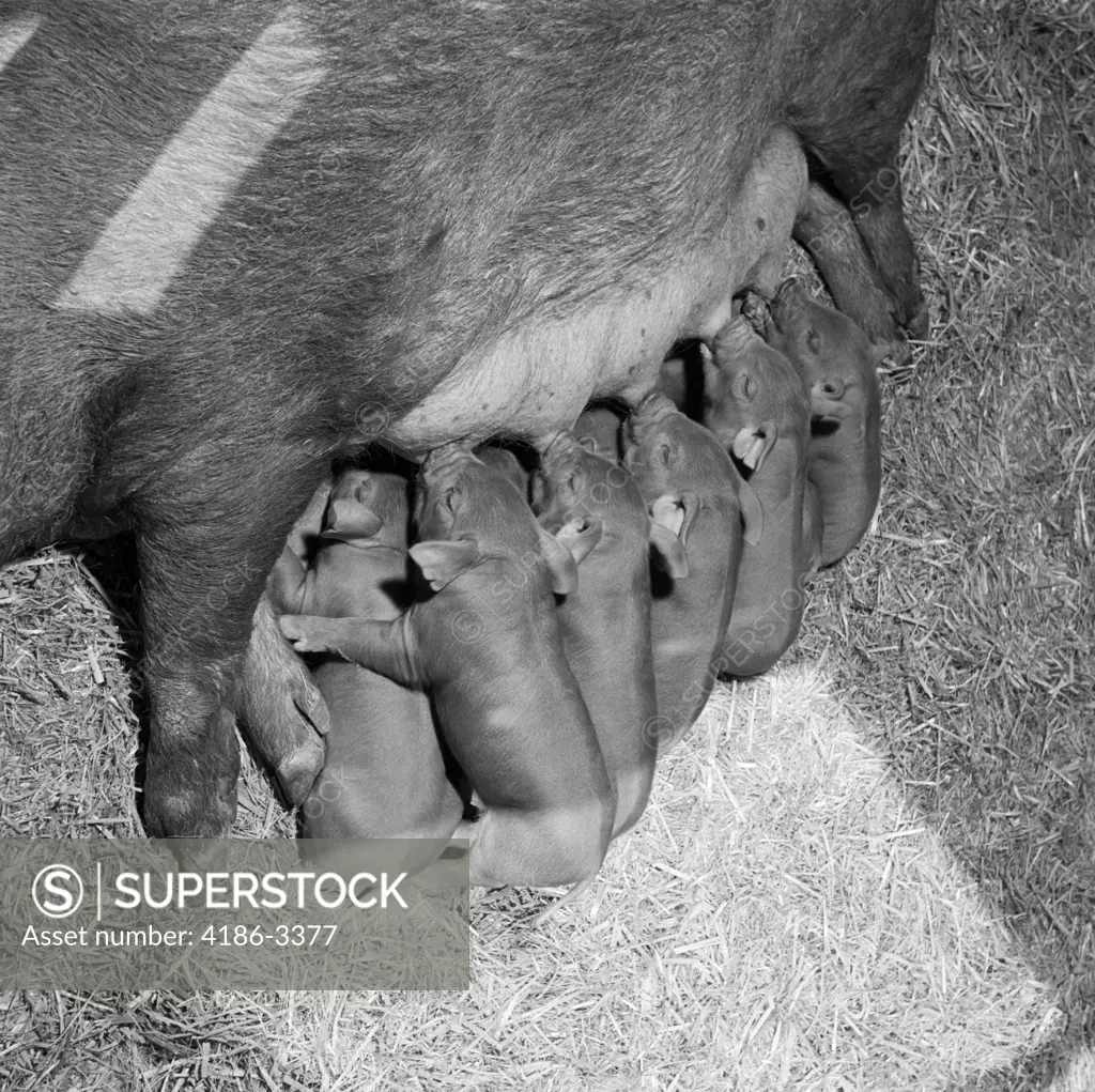 1950S Litter Of Duroc Piglets Sucking Suckling Nourishment Babies Mother Pig Nurture Farm Straw