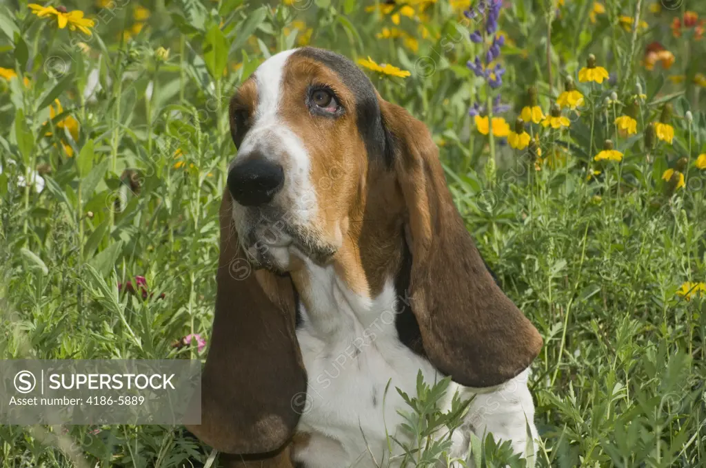 Sad Looking Bassett Hound