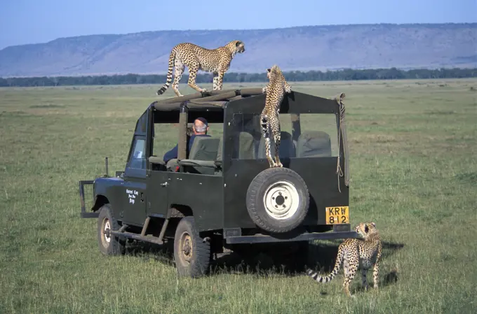 Cheetahs On Four Wheel Drive Vehicle In Plains Kenya, Africa