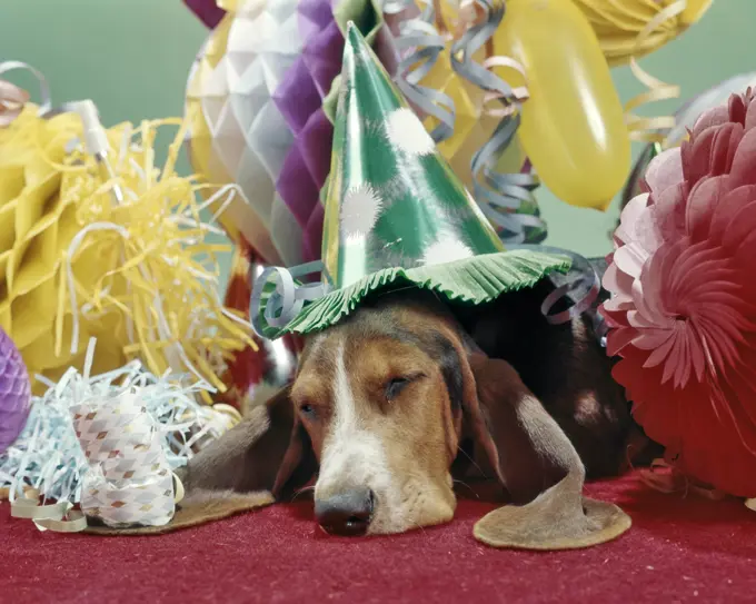 1960s 1970s BASSET HOUND WITH SAD EYES WEARING PARTY HAT SLEEPING UNDER PILE OF PARTY DECORATIONS