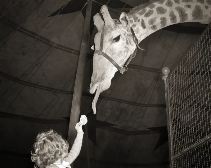 1950s ANONYMOUS GIRL AT THE ZOO OFFERING FOOD TO GIRAFFE TRYING TO  REACH IT WITH HIS TONGUE