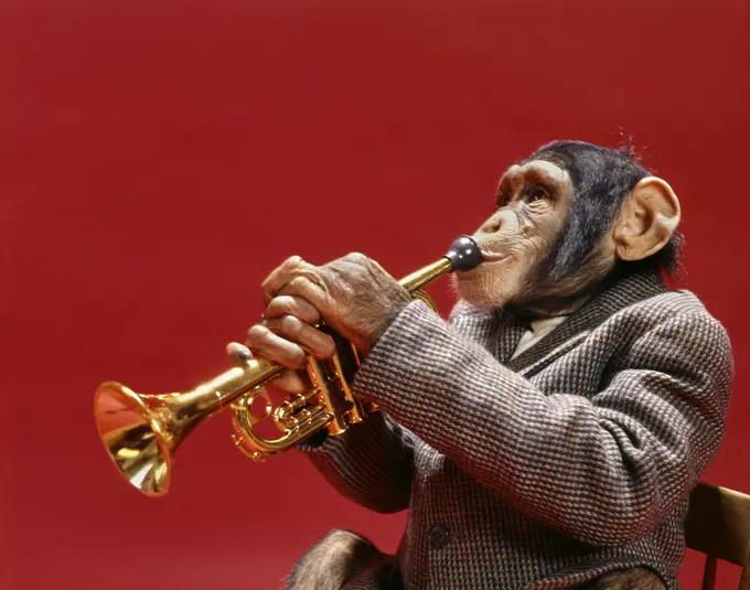 1960S Monkey Chimpanzee Wearing Suit And Tie Playing Trumpet