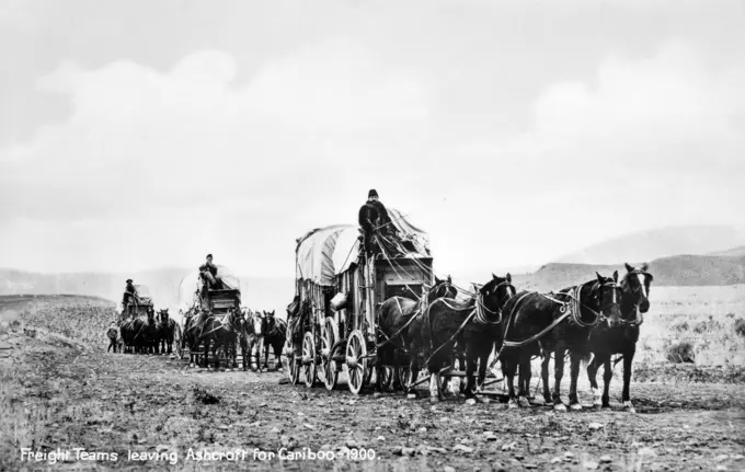 1900S Old Post Card Of Covered Wagon Freight Teams Leaving Ashcroft For Cariboo Canada