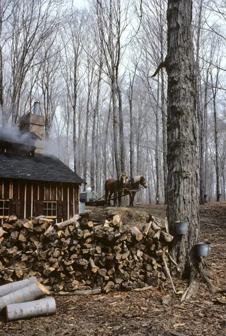 1980s MAPLE SYRUP FARM BUILDING SUGAR SHACK WHERE HARVESTED TREE SAP IS BOILED FIREWOOD PILE TWO HORSE DRAWN COLLECTION SLEDGE