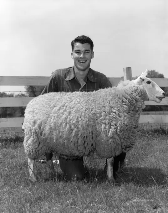 1950S Boy Man Teen With Prize Domestic Sheep Ovis Aries On Farm