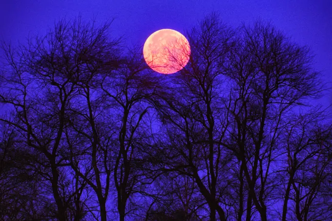 1980s BARE TREE BRANCHES ON A DARK NIGHT SILHOUETTED AGAINST RED ORANGE FULL MOON