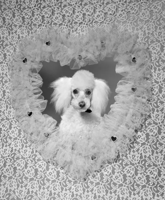 1960S White French Poodle Pet Dog Inside Lace Ruffled Valentine Heart Shaped Frame