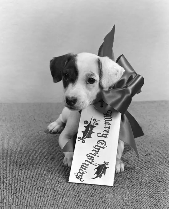 1940S Cute Gift Puppy Merry Christmas Bow And Tag