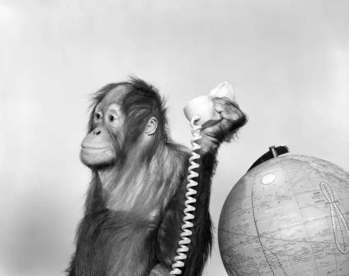 1960S Orangutan Sitting Next To Globe With Telephone Receiver In Hand