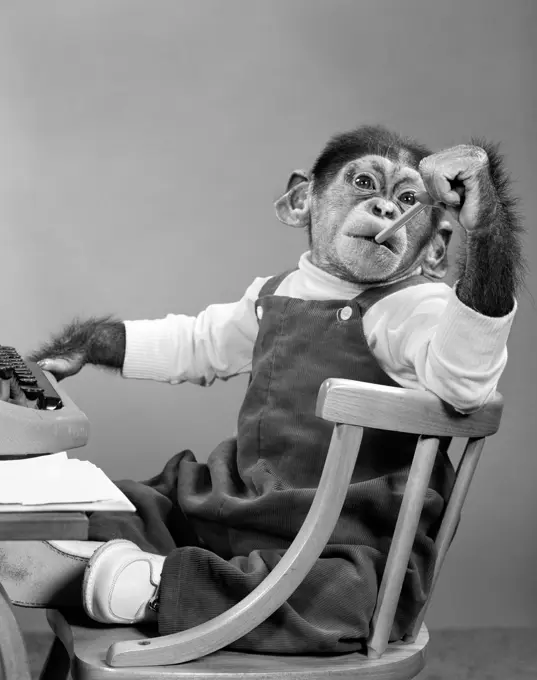 1950S Chimpanzee In Overalls Sitting In Chair At Typewriter Putting Pencil Eraser In Mouth