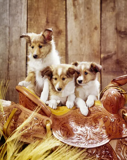 1960s THREE CUTE LOVABLE COLLIE PUPPY DOGS ON TOP OF TOOLED LEATHER WESTERN SADDLE PORTRAIT