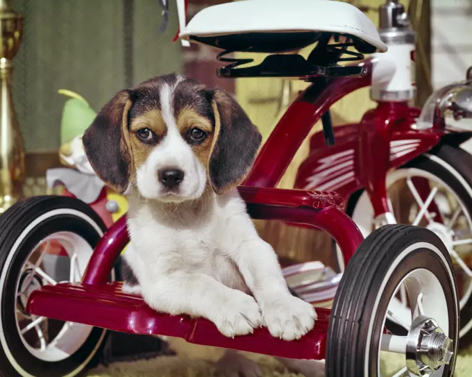 1960s CUTE BEAGLE DOG PUPPY LEANING ON BACK OF RED CHILDS TRICYCLE