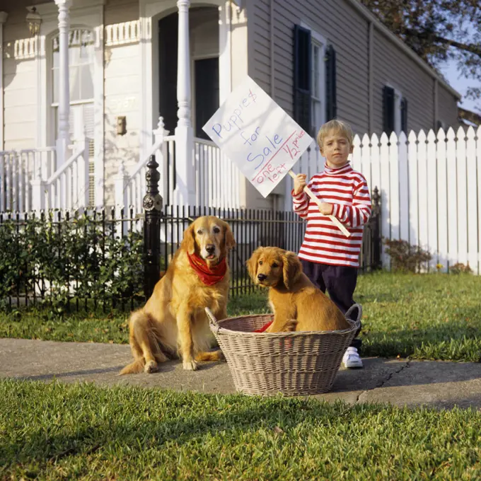 1990s BOY STANDING IN FRONT OF HOUSE WITH GOLDEN RETRIEVER DOG AND PUPPY IN BASKET HOLDING SIGN PUPPIES FOR SALE