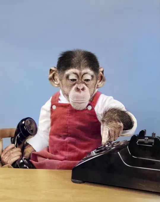 1950s CHIMPANZEE IN OVERALLS DIALING PHONE HOLDING RECEIVER IN HAND