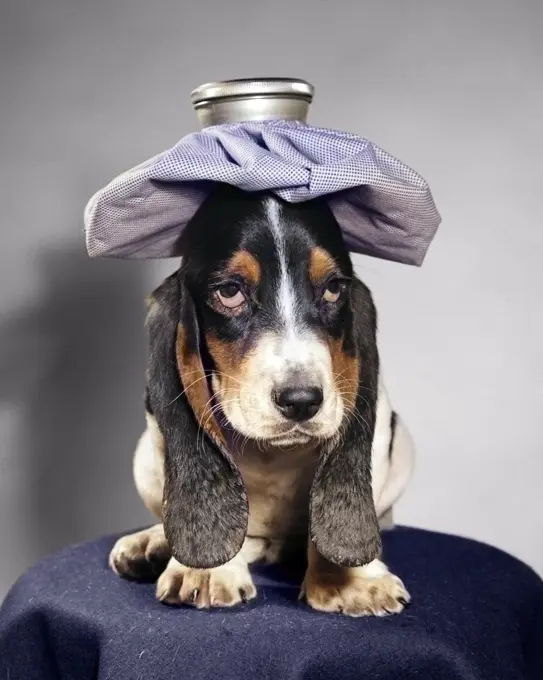 1960s UNHAPPY BASSET HOUND DOG WITH HANGOVER AND ICE PACK ON HEAD LOOKING AT CAMERA