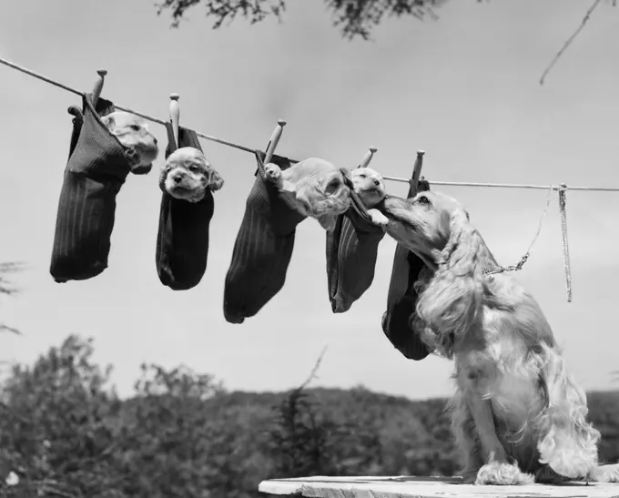 1950S Mother Cocker Spaniel Tending Her 4 Puppies Hanging In Socks On A Laundry Clothesline