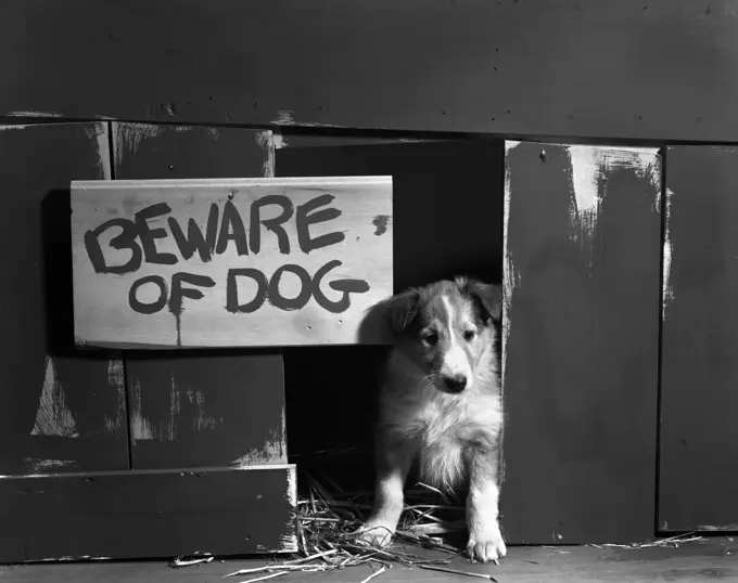 1960S Collie Dog Puppy Sitting In Door Of Doghouse Beware Of Dog Sign