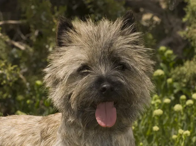 CAIRN TERRIER LOOKING AT CAMERA SHOWING HIS PINK TONGUE