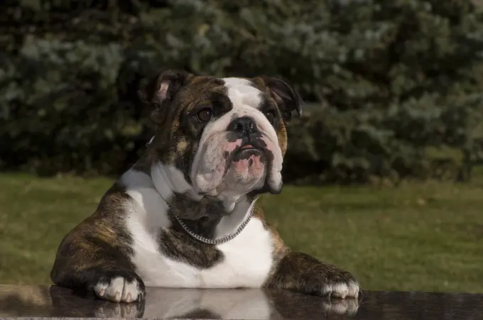 ENGLISH BULLDOG