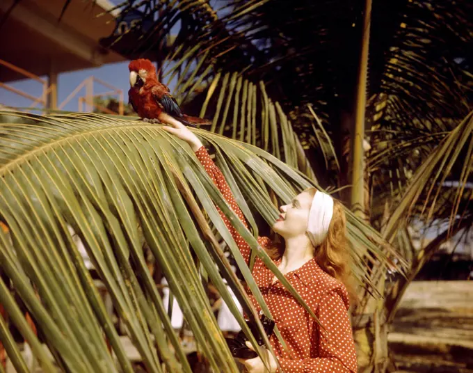 1950s WOMAN HOLDING CAMERA TOUCHING PARROT IN A PALM TREE