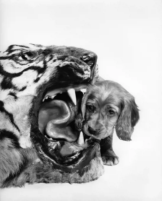 1950s HUMOROUS IMAGE OF COCKER SPANIEL PUPPY LOOKING INTO THE MOUTH OF A STUFFED TIGER HEAD RUG