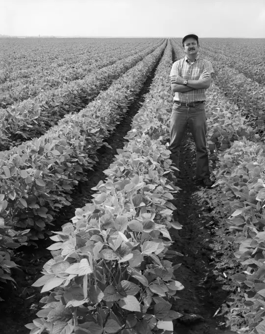 1970S Man Standing With Arms Crossed Among Rows Of Large Soybean Crop