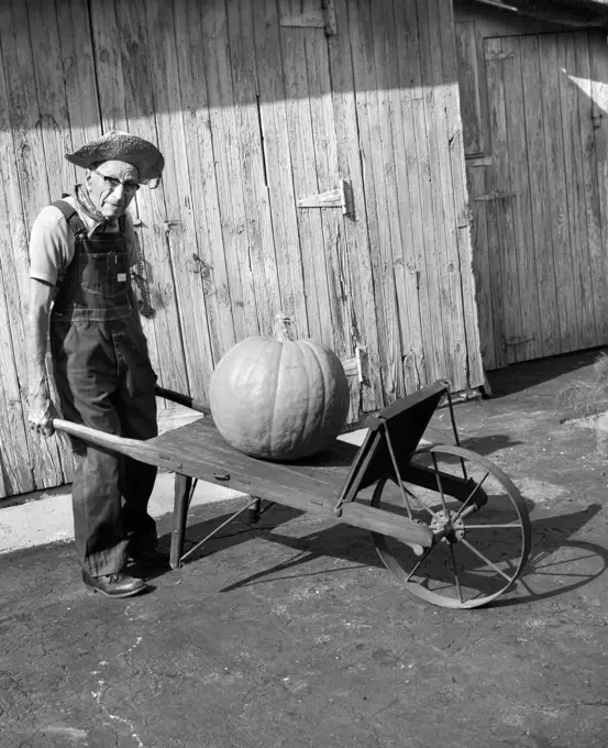 Elderly Farmer In Overalls & Straw Hat Pushing Old Wooden Wheelbarrow With Huge Pumpkin On It