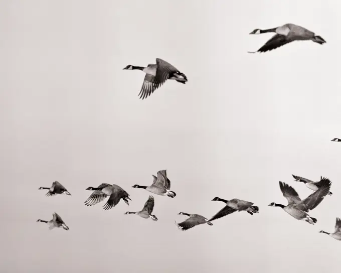 1960s FLOCK OF FLYING CANADA GEESE