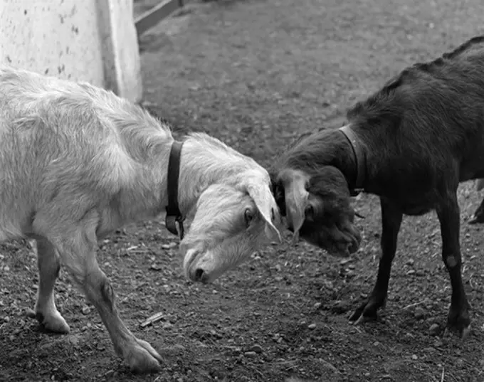One Black & One White Goat Butting Heads