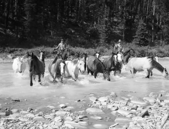 1930S Two Cowboys Herding Horses Through Rocky Stream Mustangs Wild Horses Round Up Brazeau River Alberta Canada