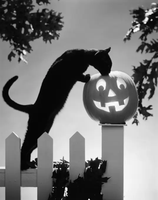 1970S Black Cat And Jack-O'-Lantern  On Fence