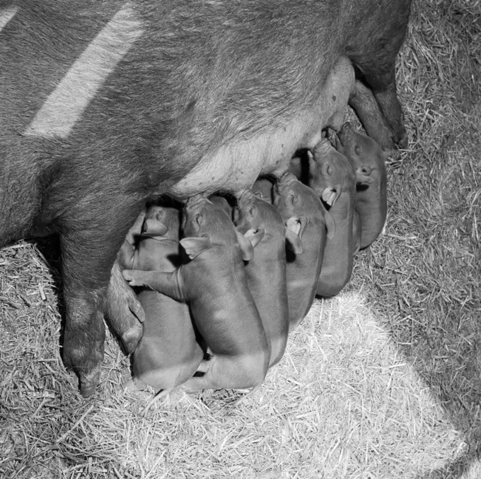 1950S Litter Of Duroc Piglets Sucking Suckling Nourishment Babies Mother Pig Nurture Farm Straw