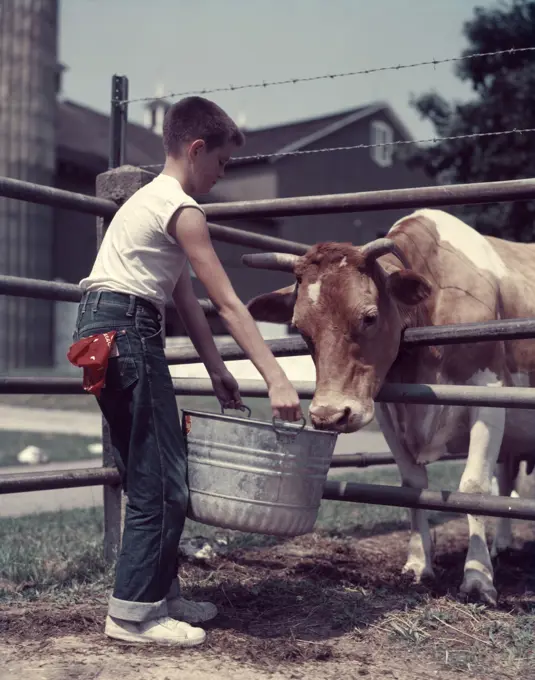 1950S Boy Blue Jeans Red Handkerchief In Back Pocket Feeding Guernsey Bull With A Galvanized Zinc Tub Bucket Dairy Farm