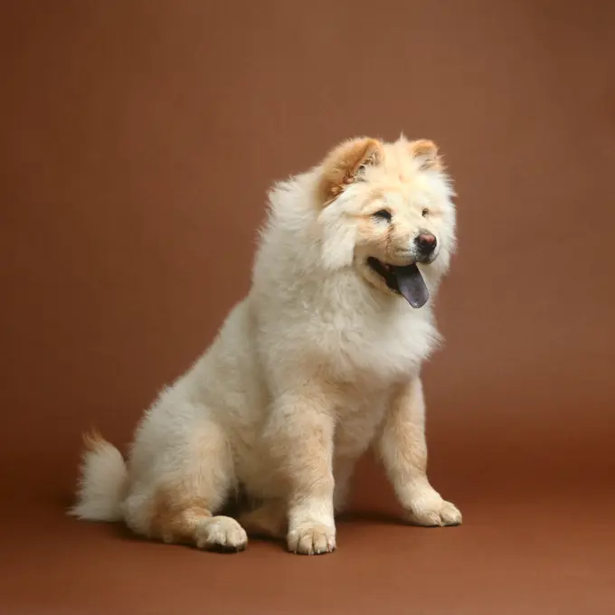 Portrait Blonde Furry Chow Chow Studio Brown Seamless Black Tongue Dogs Dog Pet Pets