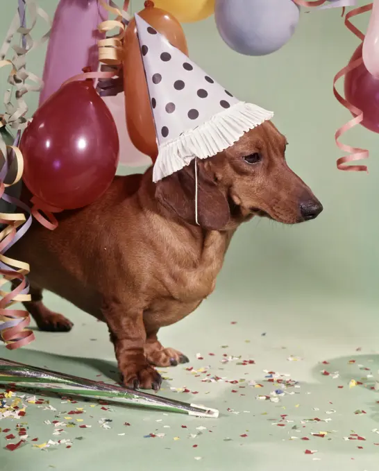 1960s SERIOUS DACHSHUND DOG WEARING A POLKA DOT PARTY HAT LOOKING GLUM