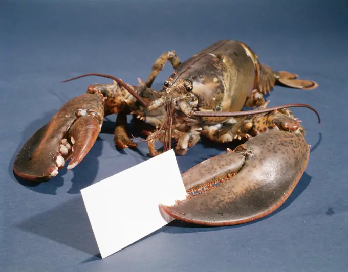 LIVE LOBSTER HOLDING BLANK BUSINESS CARD IN CLAW