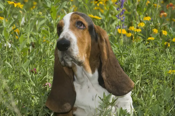 Sad Looking Bassett Hound