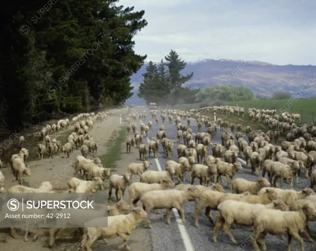 Flock of sheep walking on a road, South Island, New Zealand