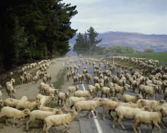 Flock of sheep walking on a road, South Island, New Zealand