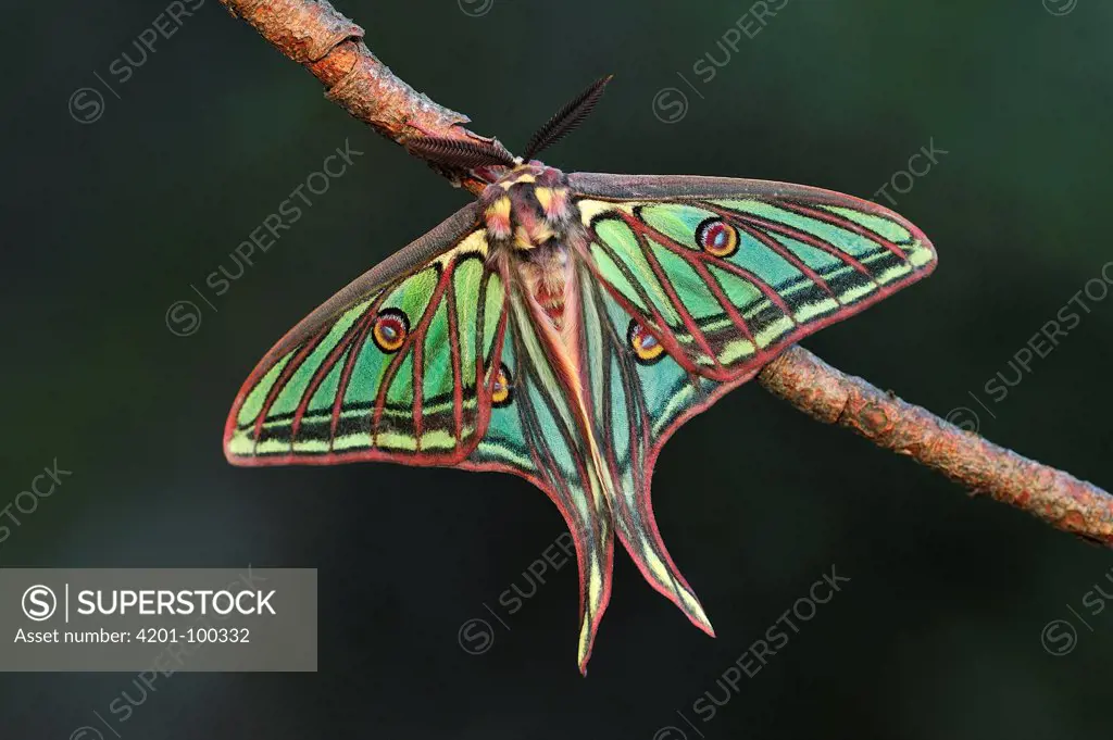 Spanish Moon Moth (Graellsia isabellae) male, Switzerland