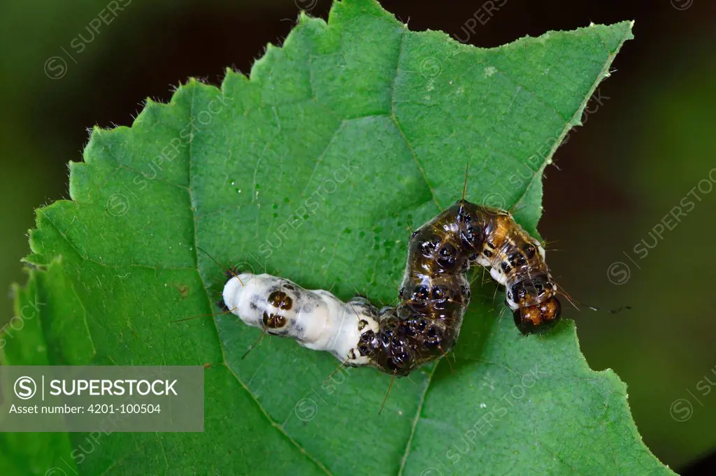 Alder Moth (Apatele alni) caterpillar mimics a bird dropping, Switzerland