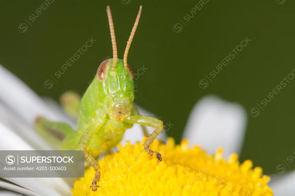 Pygmy Grasshopper (Tetrigidae) covered in pollen, Nova Scotia, Canada