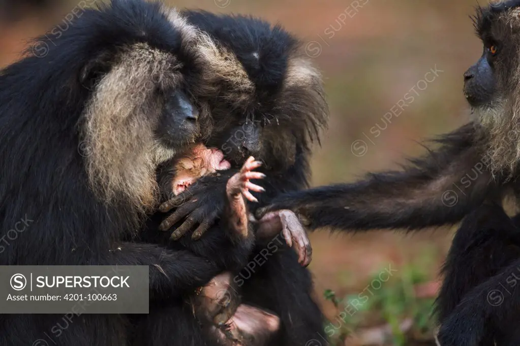 Lion-tailed Macaque (Macaca silenus) one month old baby grabbed by another female, Indira Gandhi National Park, Western Ghats, India. Sequence 3 of 4