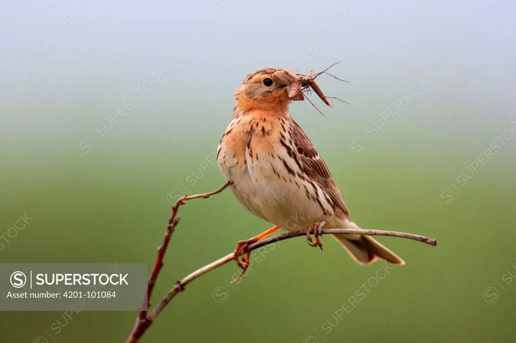 Red-throated Pipit (Anthus cervinus) carrying an insect, Norway