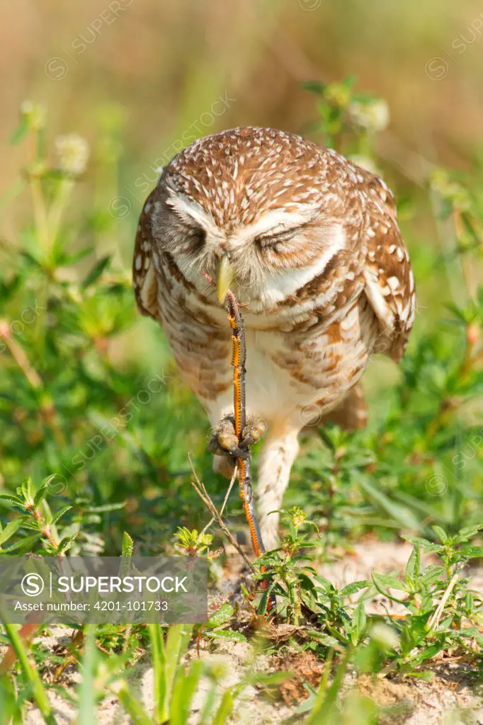 Burrowing Owl (Athene cunicularia) eating a snake, Florida