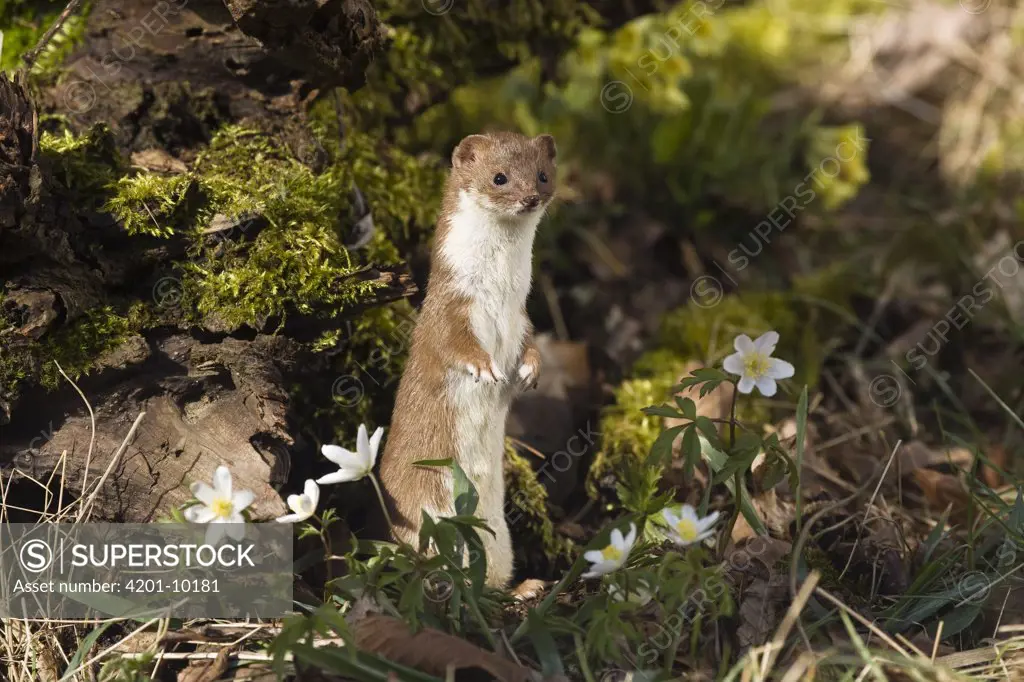 Least Weasel (Mustela nivalis) standing upright, Germany